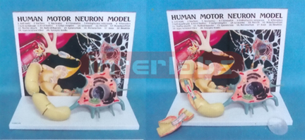 HUMAN MOTOR NERVOUS MODEL (A TYPE)